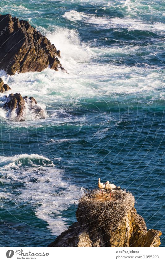 Störche nisten an der portugiesischen Küste Umwelt Natur Landschaft Pflanze Tier Urelemente Sommer Schönes Wetter Felsen Wellen Strand Bucht Riff Meer Wildtier