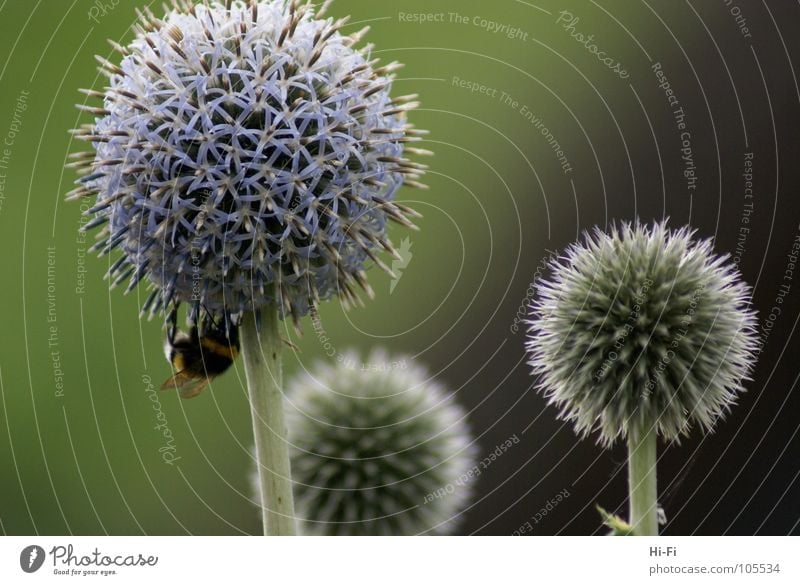 Hummel Biene Blüte bestäuben Honig Staubfäden Blume Pollen Nektar