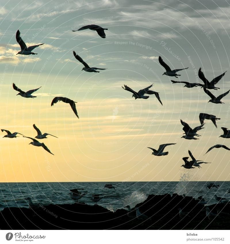 auf und davon Möwe Vogel Meeresvogel oben Küste Strand Fernweh Dämmerung Nacht Erholung See Abenddämmerung Gischt harmonisch Gegenlicht Möven Wasser water