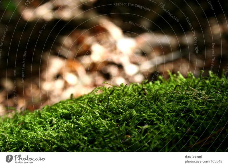 nix los ohne moos grün feucht braun Umweltschutz frisch Herbst Tiefenschärfe Unschärfe Strukturen & Formen harmonisch weich Erholung Physik Makroaufnahme