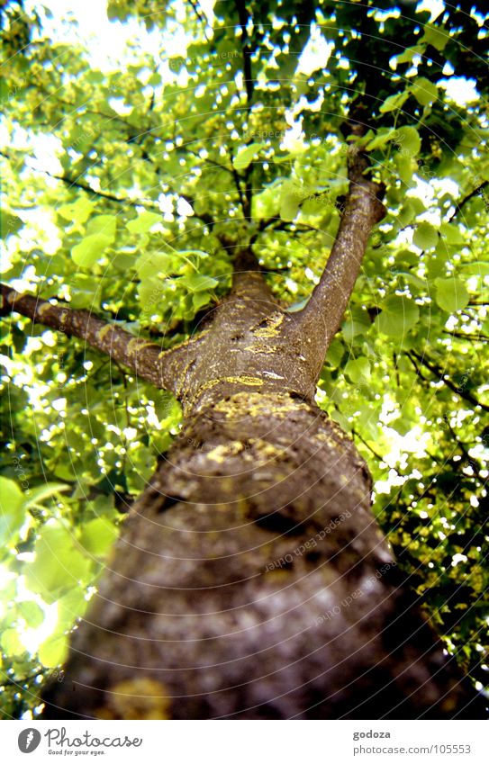 Baum aus Katzenperspektive Blatt Baumrinde braun grün Umweltschutz Baumsterben Wachstum gewachsen Tier Insekt Ameise Vogel Sommer Frühling frisch Physik Mittag