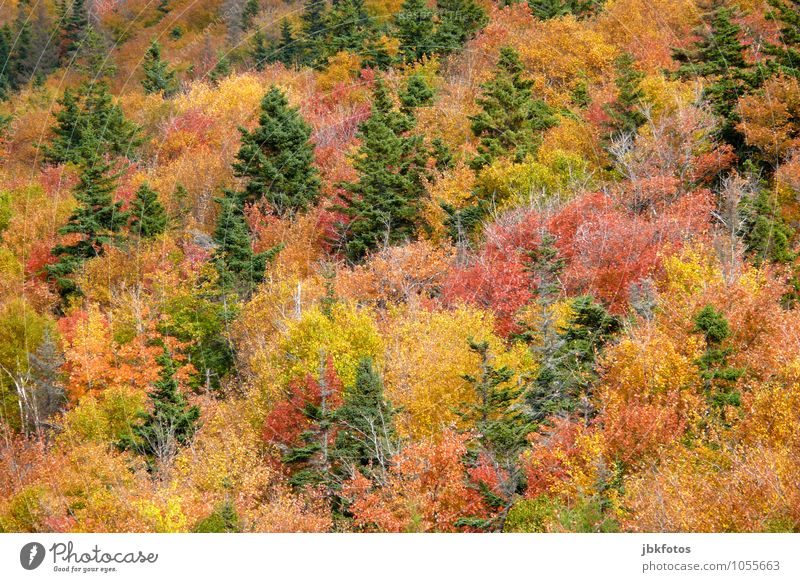 Herbstwald Umwelt Natur Landschaft Pflanze Klimawandel Park Wald Urwald Hügel Fröhlichkeit Optimismus Indian Summer Kanada mehrfarbig Farbe Tanne knallig