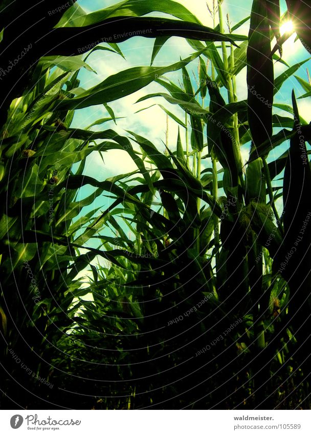 Maisfeld am Nachmittag Feld Landwirtschaft Feldfrüchte Erde Licht Schatten grün braun Biokraftstoff nachwachsender Rohstoff Bioethanol