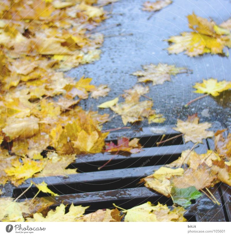 RUTSCHGEFAHR Blatt Gully gelb tief nass Herbst Winter kalt Kanalisation Verkehrswege Straße blau
