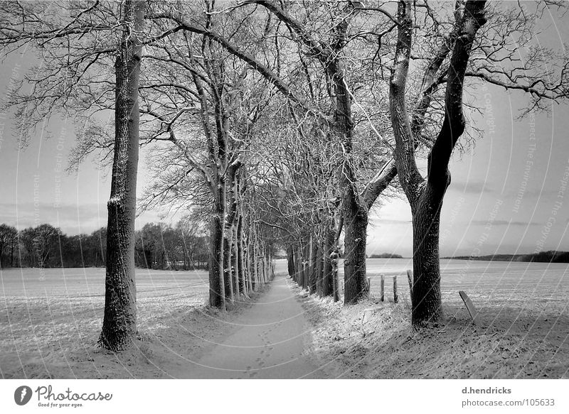 winter silence Natur Winter trees snow street black white footsteps