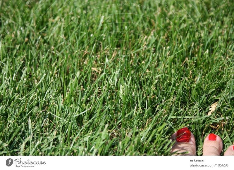 rot-grün Koalition Gras Wiese Pflanze Frau feminin Zehen lackiert Zehennagel Kontrast Sonnenbad Sommer Ferien & Urlaub & Reisen Pause Kur Mittagspause