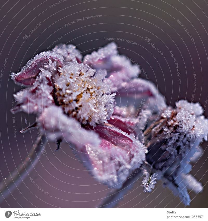 vereiste Blumen Cosmea Cosmeablüte erster Frost nordisch heimisch gefrorene Blumen Kälteschock Kälteeinbruch blühende Cosmea Cosmea bipinnata Schmuckkörbchen