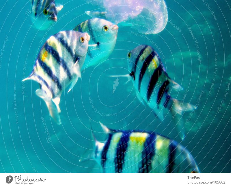 Fressorgie Meer gestreift beweglich Qualle durchsichtig Aggression Unterwasseraufnahme Fisch blau Wasser flink wabbelig Bewegung Aktion Appetit & Hunger
