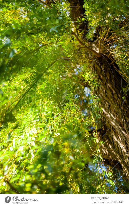 Lichtspiele in Trauerweide Ferien & Urlaub & Reisen Tourismus Ausflug Kreuzfahrt Expedition Umwelt Natur Pflanze Herbst Schönes Wetter Baum ästhetisch