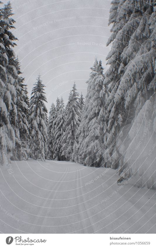 Loipe Sport Wintersport Natur Landschaft Eis Frost Schnee Baum Wald Wege & Pfade Einsamkeit Skilanglauf Skifahren Skigebiet Schneelandschaft Tanne Farbfoto