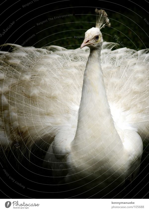 Fashion Show Körperhaltung Bali Zoo Vogel bird feather white exotic crown