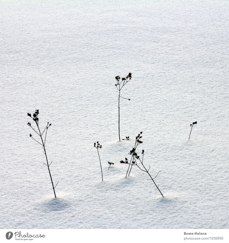 Die letzten ihrer Art ruhig Natur Winter Pflanze Gras Sträucher verblüht dehydrieren dünn einfach einzigartig schwarz weiß Endzeitstimmung Trockenblume Halm