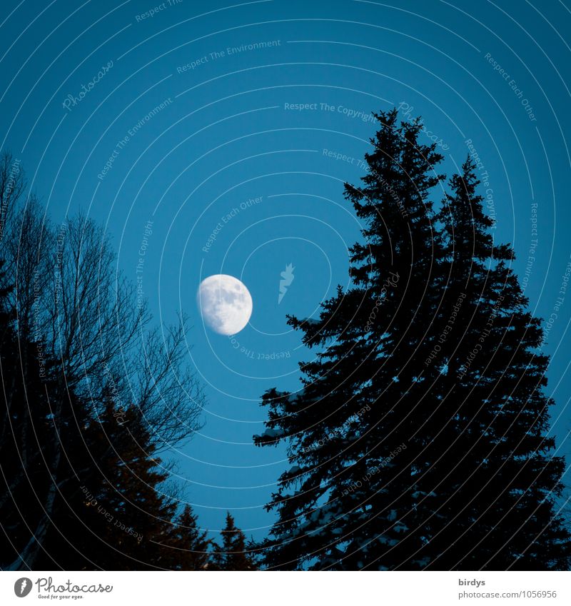 Nachtschatten Natur Himmel Mond Vollmond Herbst Winter Tanne Laubbaum Wald ästhetisch positiv blau schwarz weiß ruhig Idylle rein Wandel & Veränderung