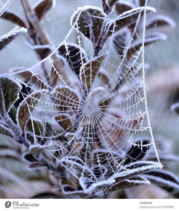 Spinnwebe, Raureif Winter Nebel Spinne Netz ästhetisch Schnee Fadengeflecht Spinnennetz Spinnengewebe Radspinnennetz Radspinnennetze Spinnenwebe Spinnweben