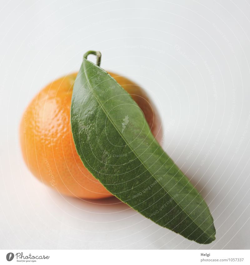 Fastenzeit... Lebensmittel Frucht Mandarine Ernährung Bioprodukte Vegetarische Ernährung Blatt liegen einfach frisch Gesundheit lecker natürlich rund süß grün
