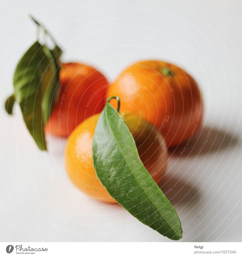 Vitamine... Lebensmittel Frucht Mandarine Ernährung Bioprodukte Vegetarische Ernährung Blatt liegen ästhetisch frisch Gesundheit lecker natürlich rund süß grün