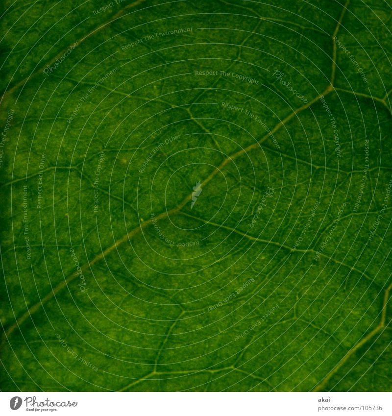 Das Blatt 18 Pflanze Urwald Wildnis grün Botanik Pflanzenteile Kletterpflanzen pflanzlich Umwelt Sträucher Gegenlicht krumm Lorbeerkirsche Hintergrundbild Baum