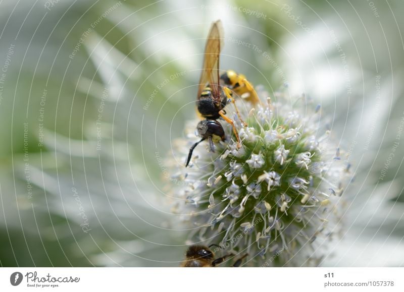 Flotte Wespe Natur Pflanze Tier Sonnenlicht Sommer Schönes Wetter Blume Blüte Wildpflanze Distel Garten Wildtier Flügel Wespen Insekt Fühler 1 gebrauchen