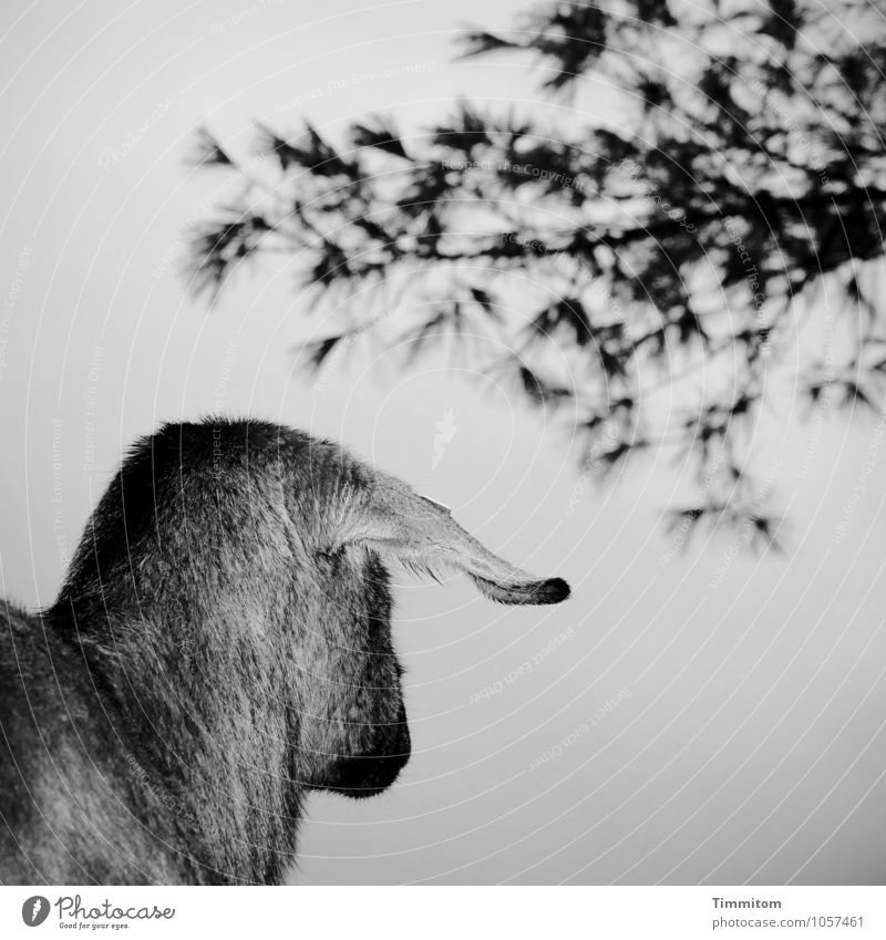 Ja und überhaupt, der Sinn? Umwelt Natur Tier Himmel Baum Ziegen 1 Blick stehen einfach natürlich grau schwarz Gefühle Schwarzweißfoto Außenaufnahme
