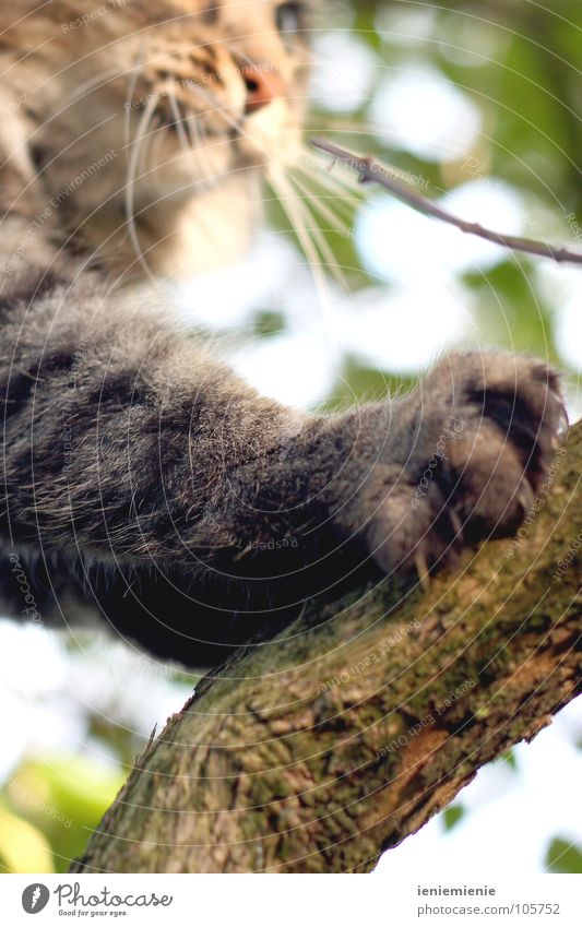 Stubentiger auf der Pirsch Katze Krallen Baum Schnauze Pfote Fell kratzen Haushalt getigert Ast Jagd Klettern