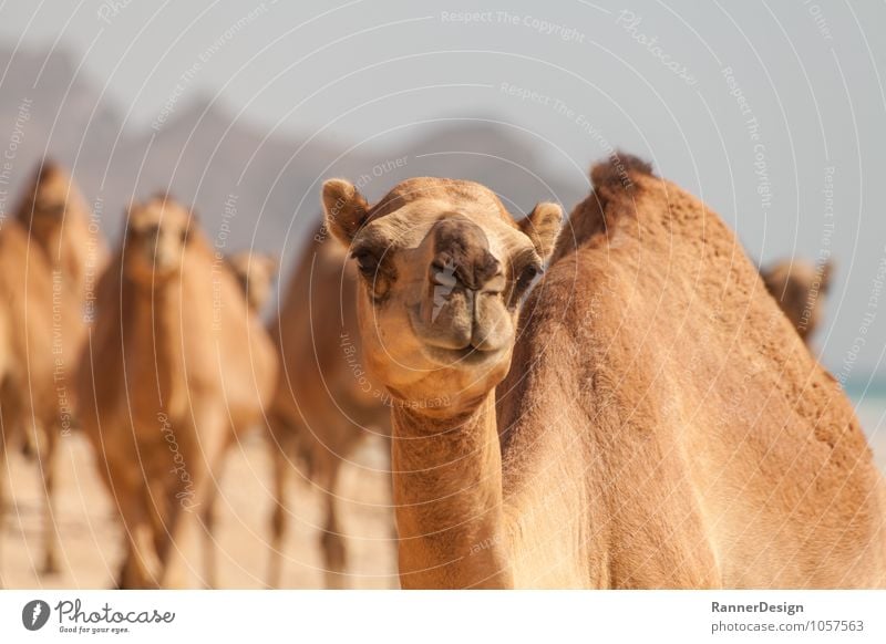 Kamel-Blick Tier Nutztier Tiergesicht 1 Tiergruppe lustig Neugier braun gelb Farbfoto Außenaufnahme Nahaufnahme Menschenleer Textfreiraum links