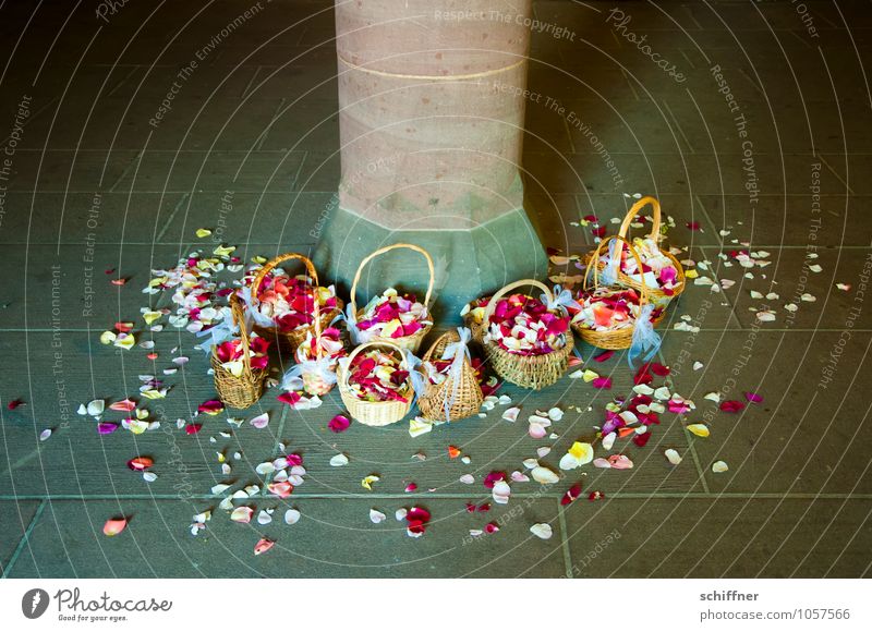 Missverständnis | Nein gesagt Blume Blatt Blüte rosa rot Blütenblatt Hochzeit verteilen Säule Sandstein Korb Hippie Hochzeitszeremonie Außenaufnahme
