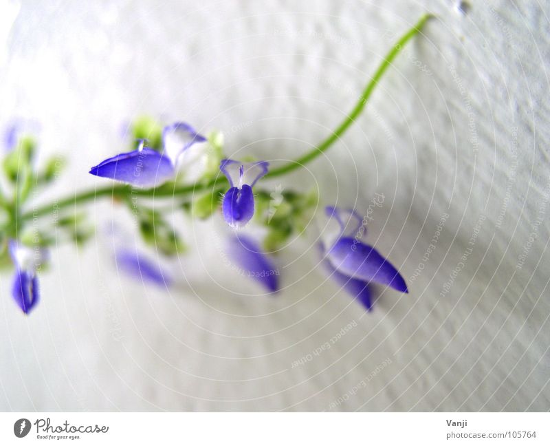 an der Wand entlang.... Pflanze violett Blume zart zerbrechlich Blüte Blütenblatt leicht Natur blau sanft Farbe Makroaufnahme