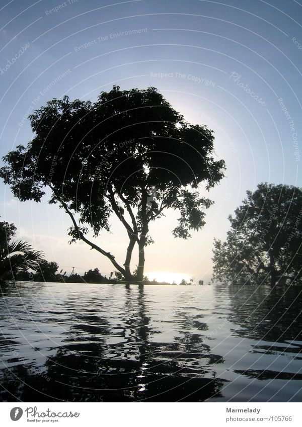 Sonnenuntergang auf Bali Ferien & Urlaub & Reisen Erholung Baum Schatten Wasser
