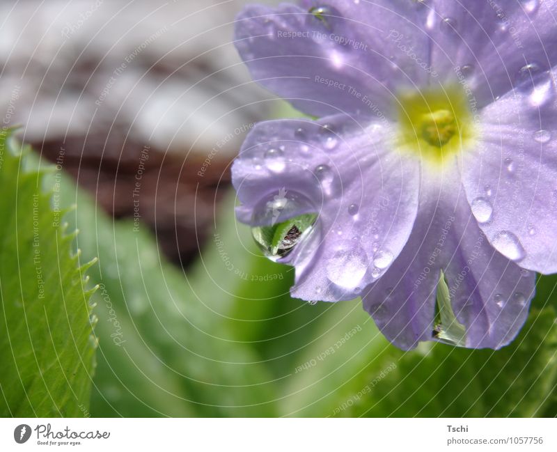 nasse FrühlingsPrimel im Sonnenlicht Garten Natur Pflanze Wassertropfen Blume Blatt Blühend Duft Wachstum natürlich Sauberkeit blau grün violett achtsam