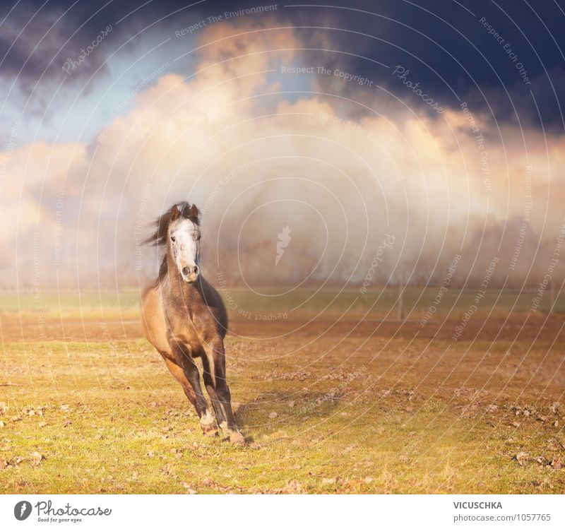 Pferd rennt vorwärts Lifestyle Sommer Natur Pflanze Tier Himmel Wolken Gewitterwolken Horizont Frühling Herbst Nutztier 1 Kraft horse Sonnenuntergang
