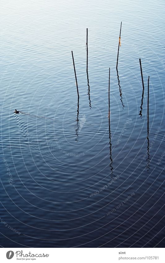 der falle davonschwimmen Natur See ruhig Erholung Gelassenheit simpel einfach Vogel Tier Fluss Bach Wasser blue stick water lake river long exposure reflection