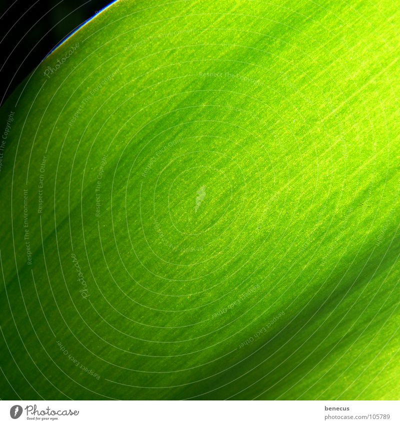 Chlorophyll grün hellgrün giftgrün Faser Gefäße Verlauf frisch Licht nah Pflanze pflanzlich Umwelt Strukturen & Formen Photosynthese Frühling Farbe mehrfarbig