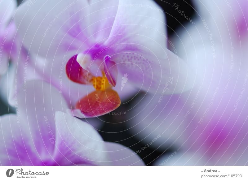 Orchideentraum 2 Blume Blüte Blühend weiß. lila. blume edel orchi orchis Farbfoto