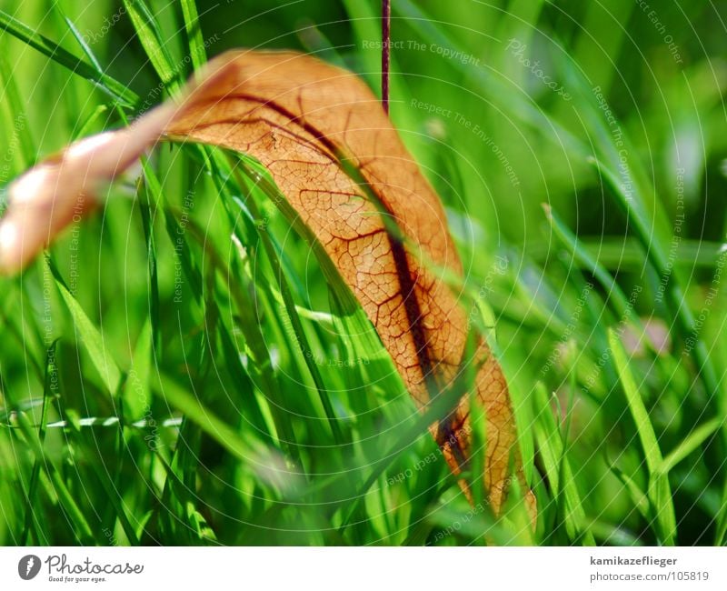 blutgefäße oder blattgefäße Herbst Blatt Gras Wiese grün gelb Gefäße aterie Blut pulsieren Tod