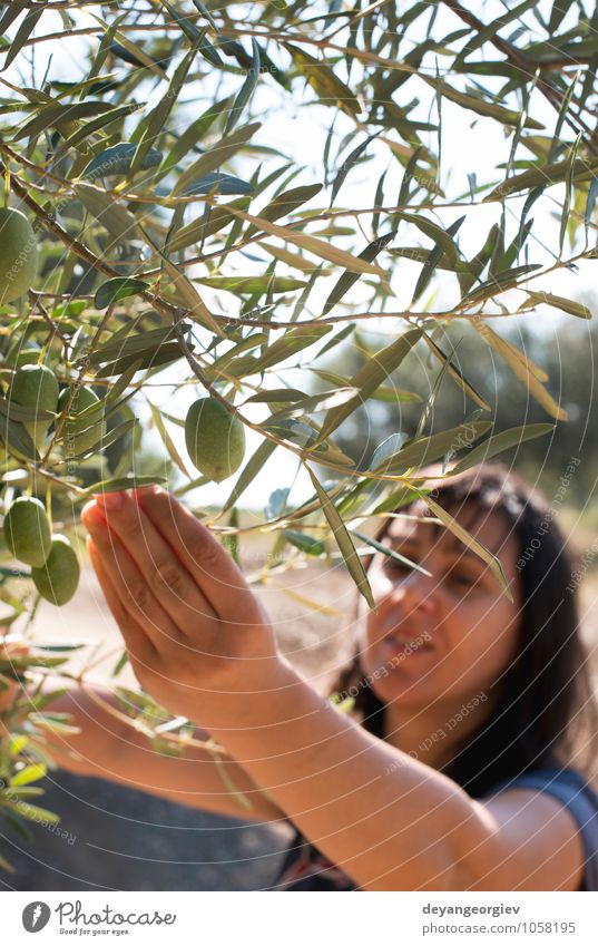Oliven pflücken, Frau mit Olivenzweig. Frucht Garten Hand Natur Pflanze Baum Blatt frisch grün Kommissionierung Ernte Ackerbau organisch Palaestinenser reif