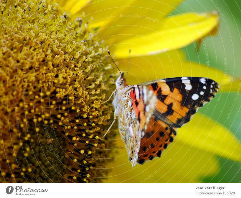 schmetterblumesonnenling Sonnenblume Schmetterling flattern mehrfarbig Tagpfauenauge Staubfäden Ernährung Fühler gelb braun Sommer Nektar Flügel Fressen