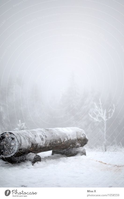 Kalt im Wald Umwelt Natur Winter Wetter schlechtes Wetter Nebel Eis Frost Schnee Schneefall Holz kalt Parkbank Winterurlaub Winterstimmung wandern Rennsteig