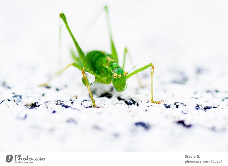 wasserschlacht grün Wassertropfen Insekt Tier Lebewesen Heuschrecke Makroaufnahme