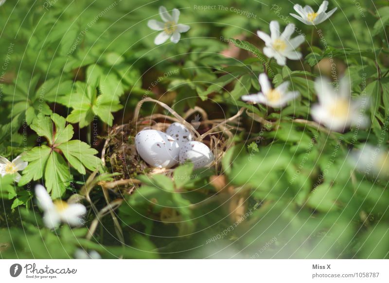 Versteckt Ostern Pflanze Tier Frühling Blume Blatt Blüte Wiese Vogel Tierjunges Schutz Geborgenheit Warmherzigkeit Nest Horst Osternest Ei Vogeleier