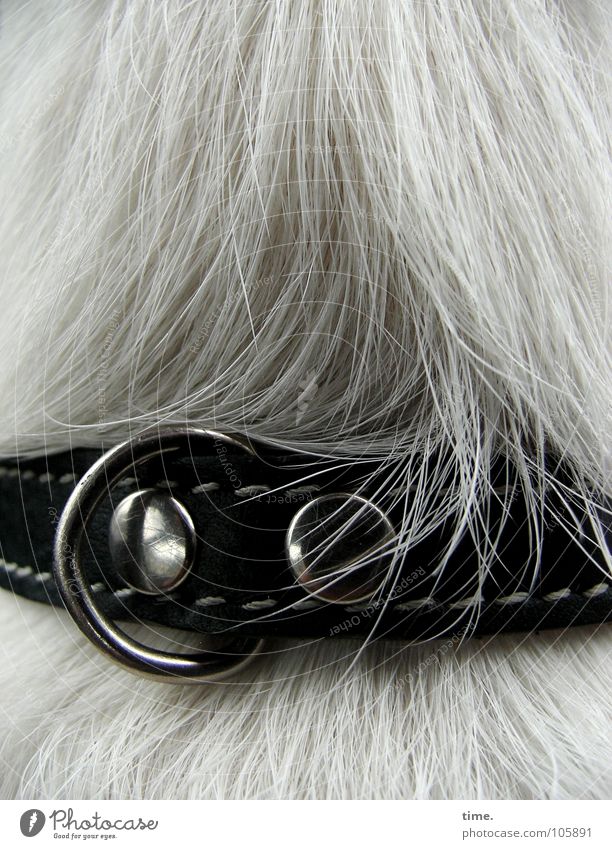 Leather Grrrl Gedeckte Farben Außenaufnahme Reichtum schön Haare & Frisuren Leder Hund Metall liegen braun grau weiß Halsband Lederband Haarsträhne Naht