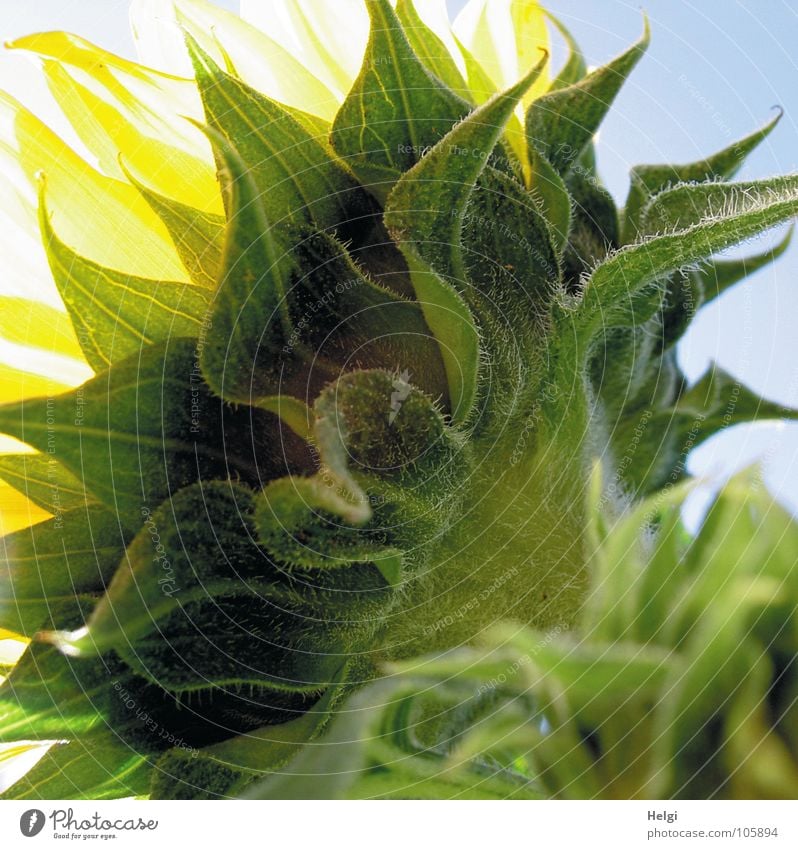 Rückansicht einer Sonnenblume im Gegenlicht Blume Blüte Blattgrün Gefäße Stengel Oval gelb hellgelb weiß dunkelgrün hellgrün Makroaufnahme Nahaufnahme Sommer