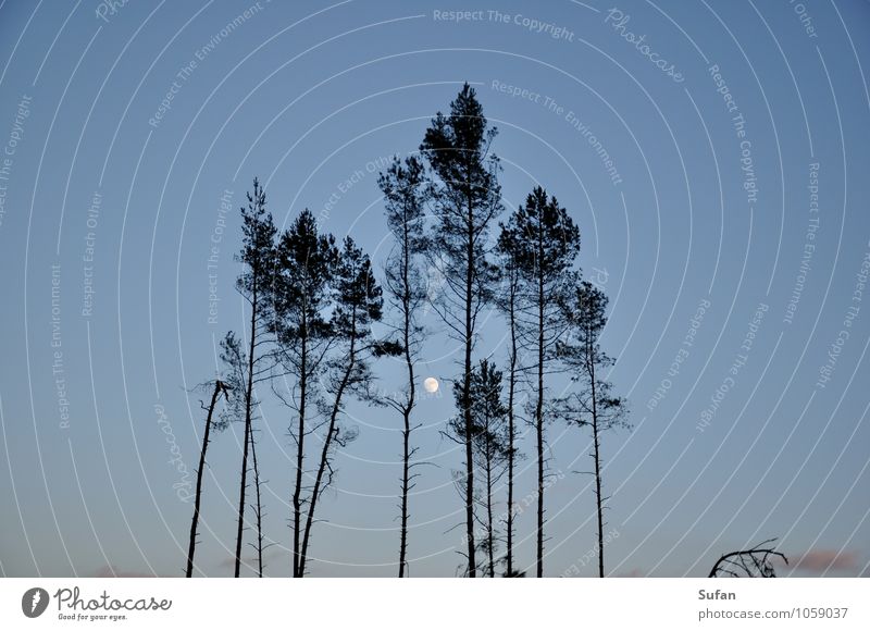 Kahlschlagromantik Landwirtschaft Forstwirtschaft Umwelt Natur Himmel Wolkenloser Himmel Nachthimmel Mond Baum Wald bedrohlich kalt oben blau grau schwarz