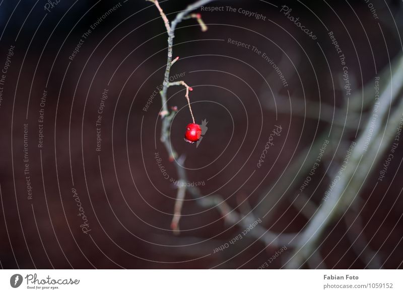 rote Beere Umwelt Winter Dürre Pflanze Sträucher exotisch Wald Einsamkeit Hoffnung Farbfoto Detailaufnahme