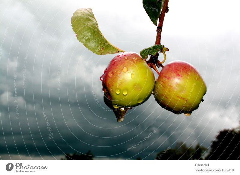 Regenäpfel rot grün grau dunkel Trauer verloren Wolken Baum Blatt frisch Leben fruchtig Frucht Apfel Traurigkeit Wassertropfen Erfrischung
