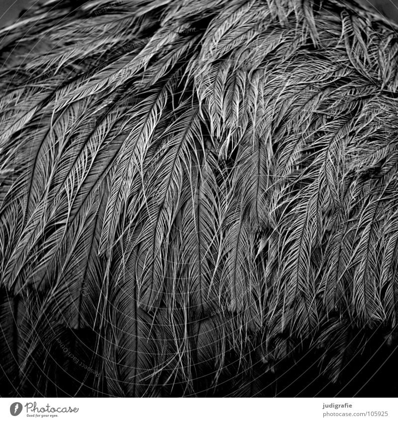 Nandu Feder Vogel Laufvogel Tier fein grau weiß schwarz Schwarzweißfoto Strukturen & Formen