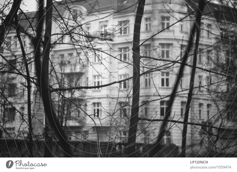 B3RLIN Baum Berlin Deutschland Hauptstadt Altstadt Haus Gebäude Fassade beobachten dunkel grau Häusliches Leben Altbauwohnung Ast Wohnung Stadtteil