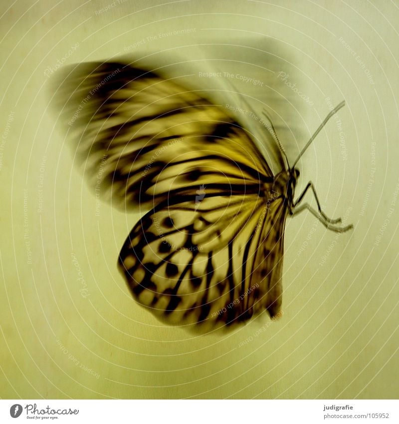 Schmetterling Muster Insekt Fühler flattern schön Tier Flügel Bewegung Dynamik Strukturen & Formen fliegen Beine Natur