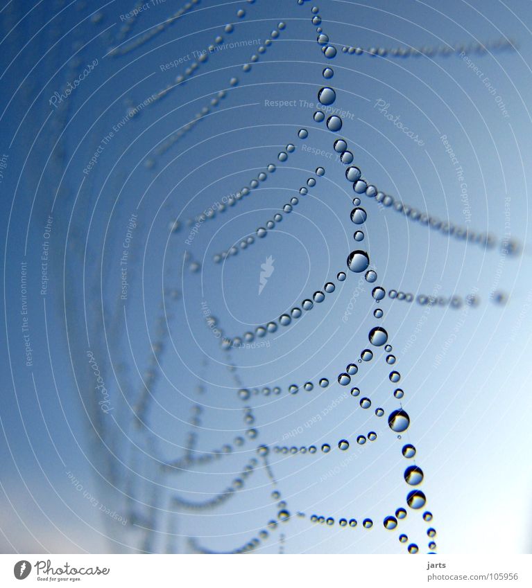 Netzwerk Wassertropfen Spinnennetz Tau Zusammenhalt Himmel Sonne Verbindung jarts
