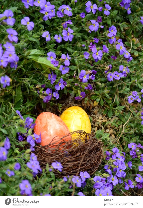 gesucht und gefunden Lebensmittel Ernährung Garten Ostern Frühling Schönes Wetter Blume Blüte mehrfarbig Osternest Osterei Ei Hühnerei Farbe Nest finden Suche