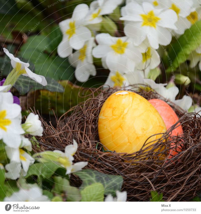 Nest Lebensmittel Ernährung Ostern Frühling Blume Blüte Garten mehrfarbig Osterei Osternest Kissen-Primel Ei Hühnerei Farbe verstecken Eiersuche Farbfoto